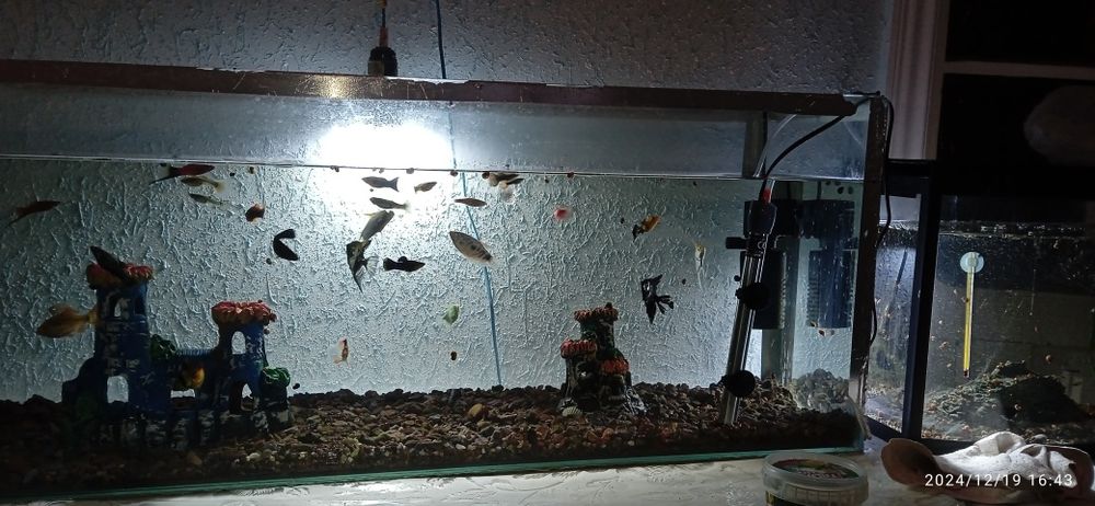 Продам аквариум с рыбками. Аквариум сотилади баликлари билан