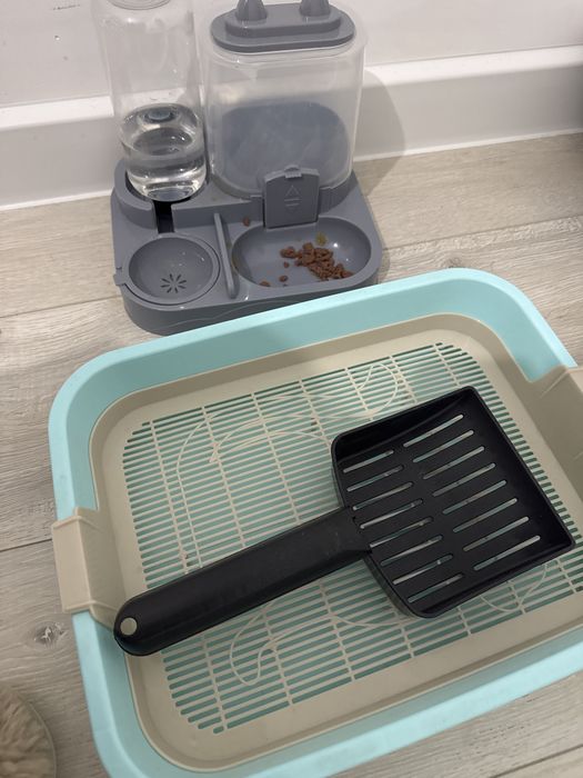 Отдам котёнка бесплатно