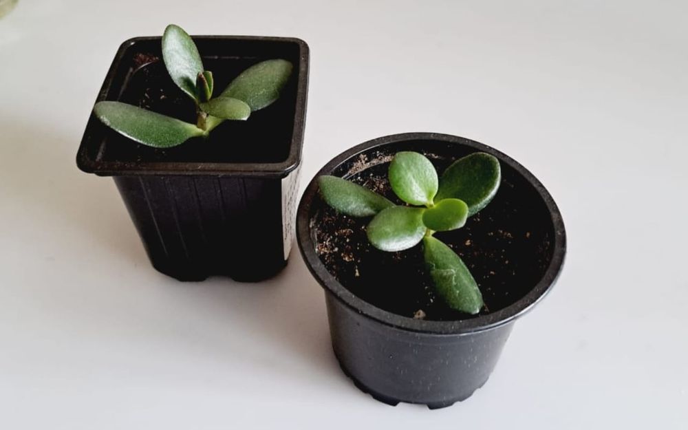 Комнатные цветы.