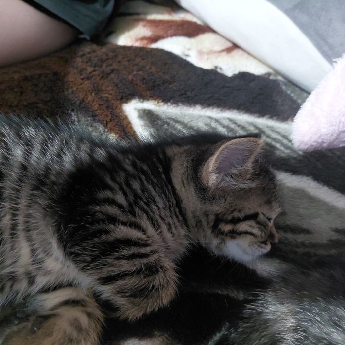 Продам котят 3 девочки