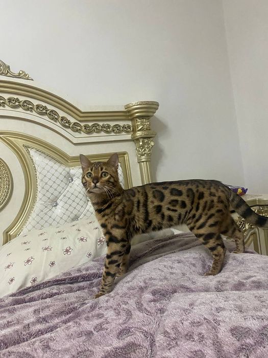 Бенгальский кот девушки