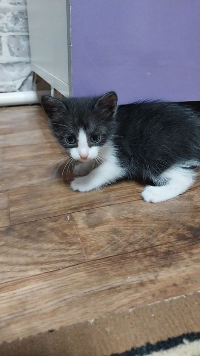 Отдам котят в добрые руки. Две девочки черно-белые