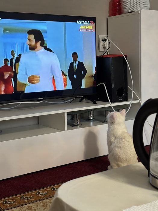 отдам в хорошие руки кота