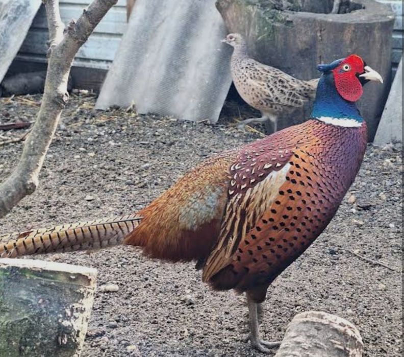 Vând fazani comun si tenebros