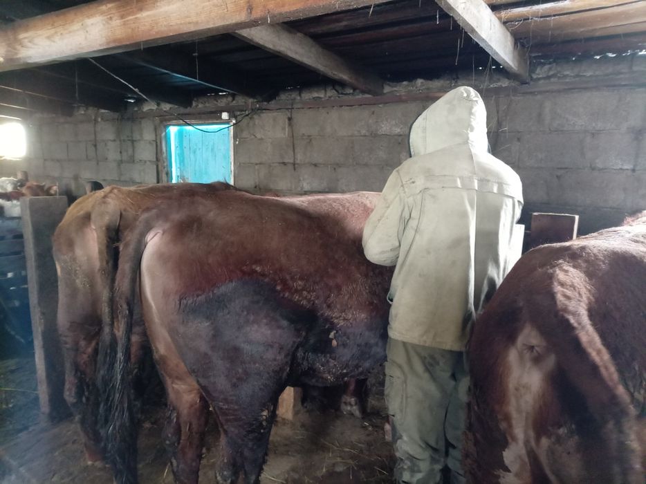 Бычки на продажу