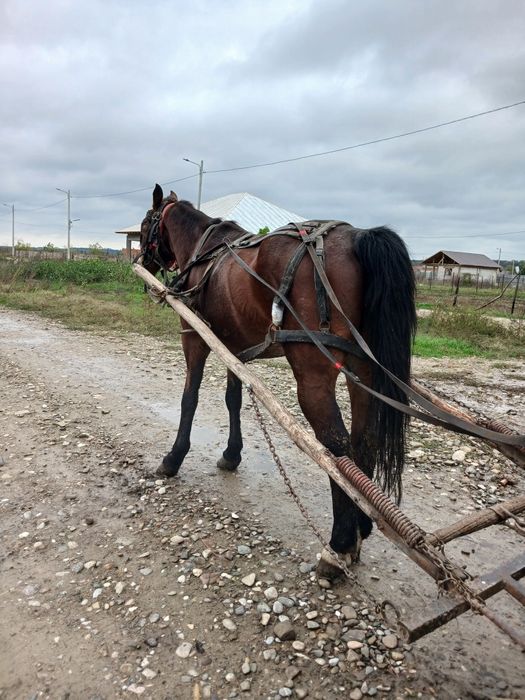 Vand cal înhămat!