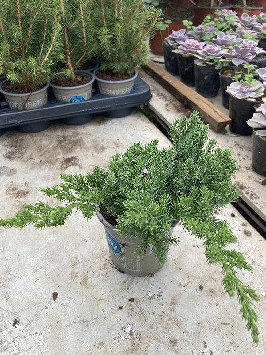 Коника ,Кипарисы,можжевельники