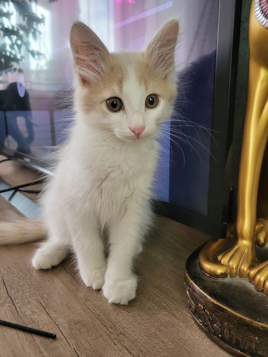 В добрые руки котёнок мальчик