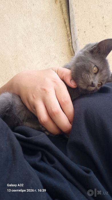 Котята бесплатно