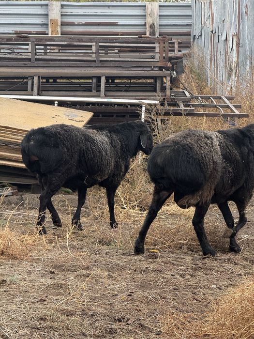 Кошкары гисарской и едолбайской пароды