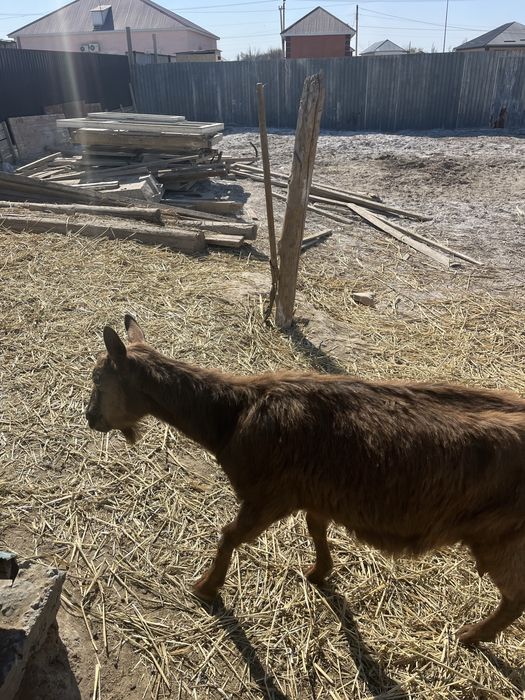 Ешкілер сатылады