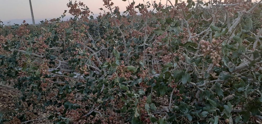 ПИСТА Ахмадий Акбарий Орзу Ерон хандон писта кучатлари бор 3 4  ёшли