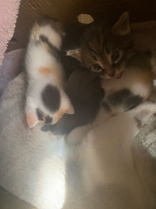 Котята от сиамской кошки 2 мальчика 2 девочьки