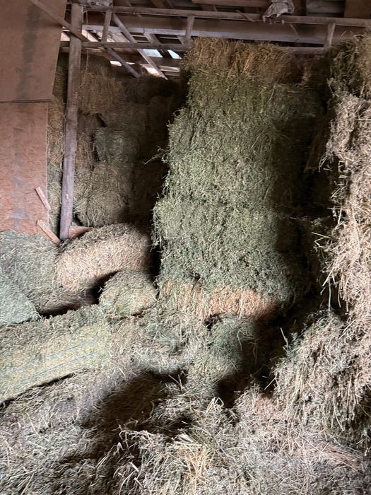 Baloti lucernă de vânzare