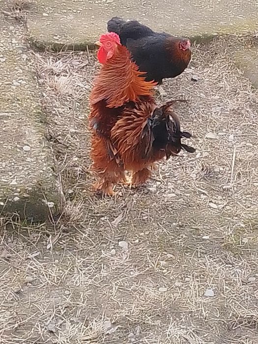 Rate românești și găini de țară de vânzare