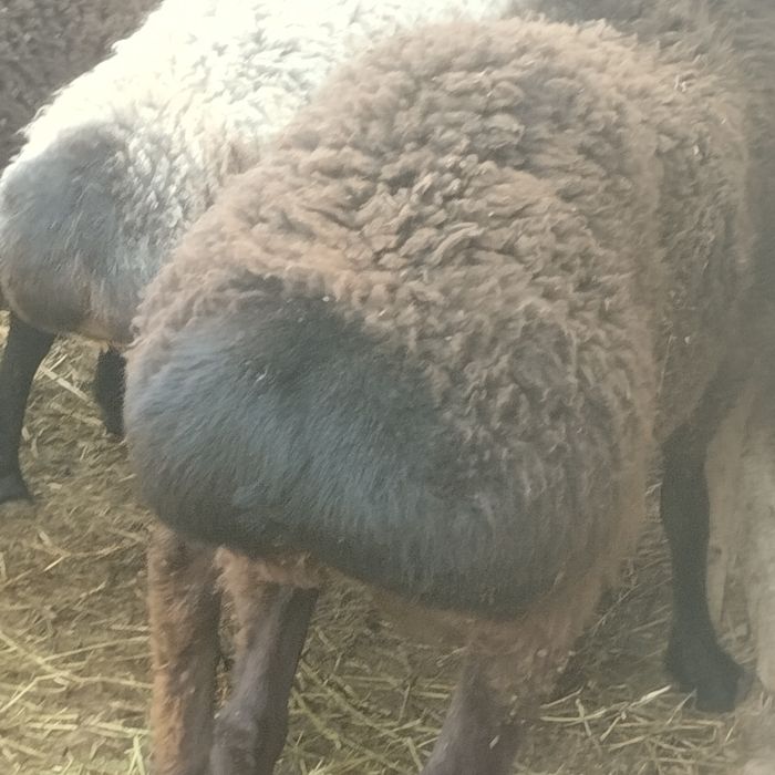 Семіз қошқарлар сатылады үш ай жемде тұрған