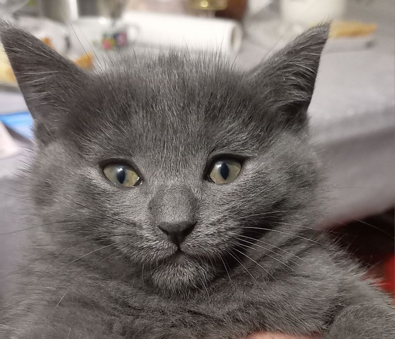 Мушукча 500 минг сумга сотилади