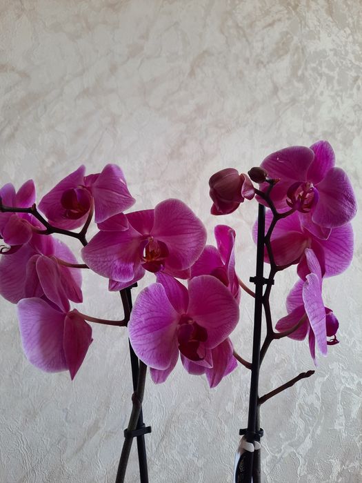 Продам шикарную Орхидею