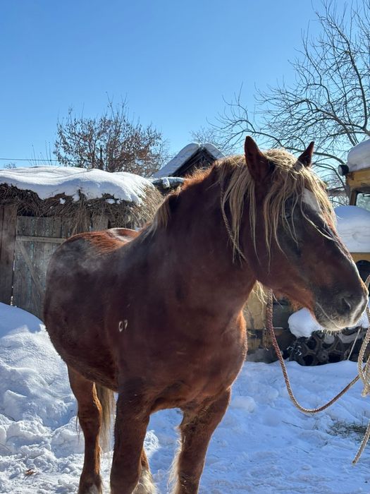 Жеребец 8 лет тяжеловес косяк держал