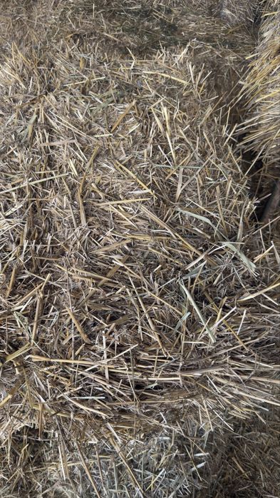 Vând baloti de paie