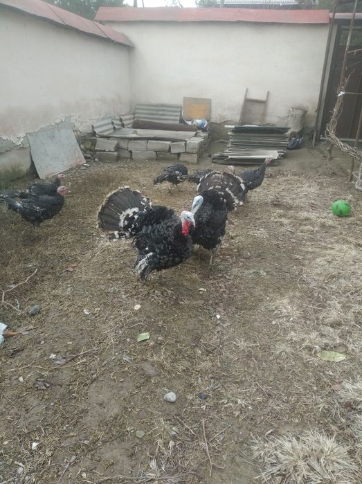 Kurka sotiladi 1 yillik