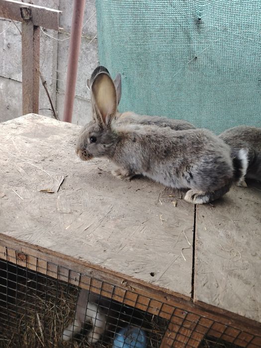 Urias german diferite cuiburi