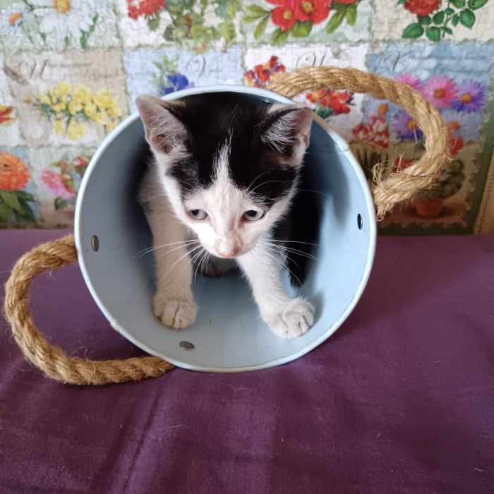 Котята в добрые руки!