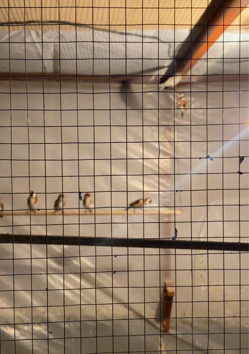 зеленушка и репел