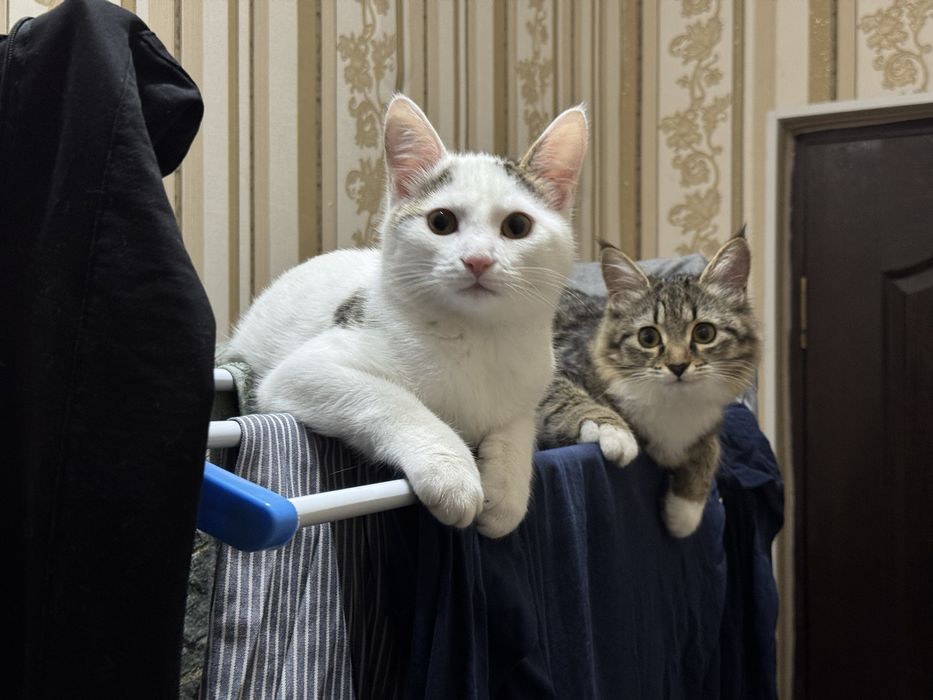Отдам двух котят в добрые руки