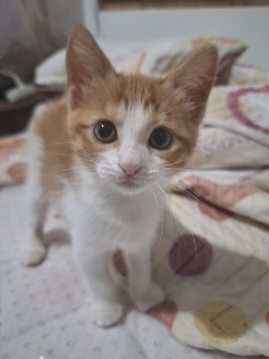 ПОДАРЯВАМ котенца
