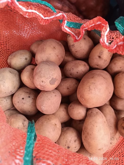 Продаю домашнюю картошку
