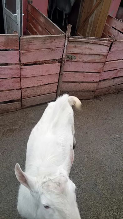 Vand tap sanen sau schimb cu doi miei