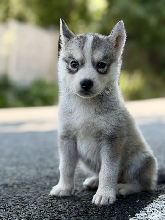 Pui femela rasa husky siberian!