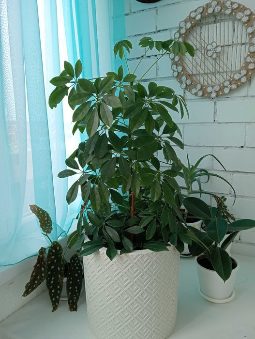 Красивые и Уютные Цветы в Ваш Дом