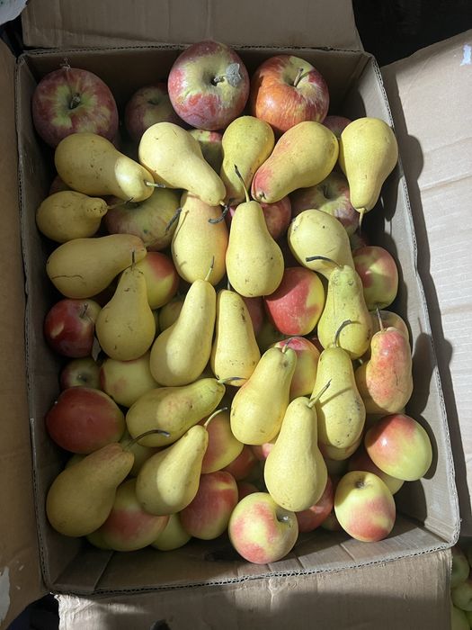 Американка. Апорт алматиский - Груша талгарка