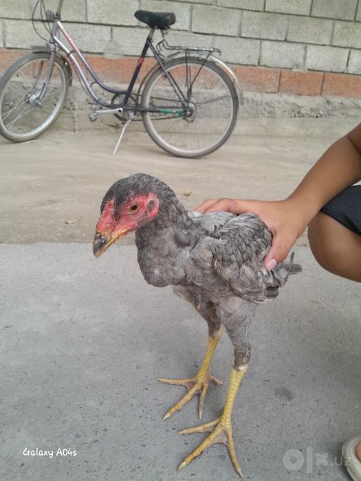 Dakang hóroz sotiladi