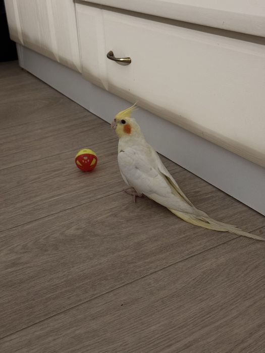 Попугай Корелла Кеша