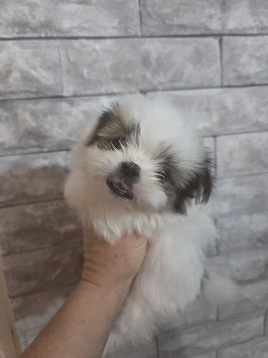 Шираниан --Ши Тцу - Померан