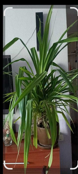 Пальма "Панданус вича"