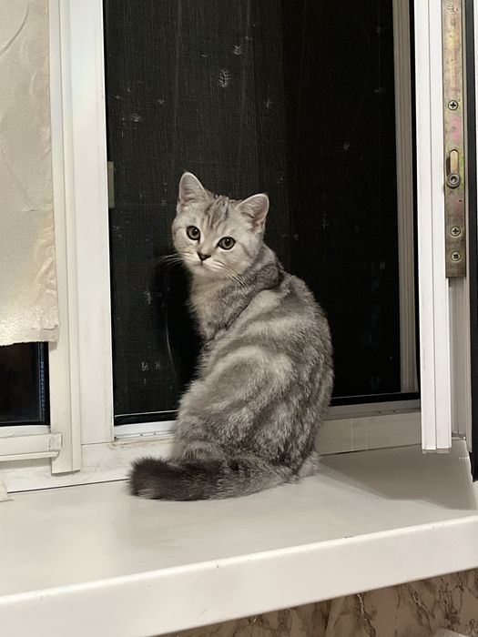 Отдам котенка в добрые руки