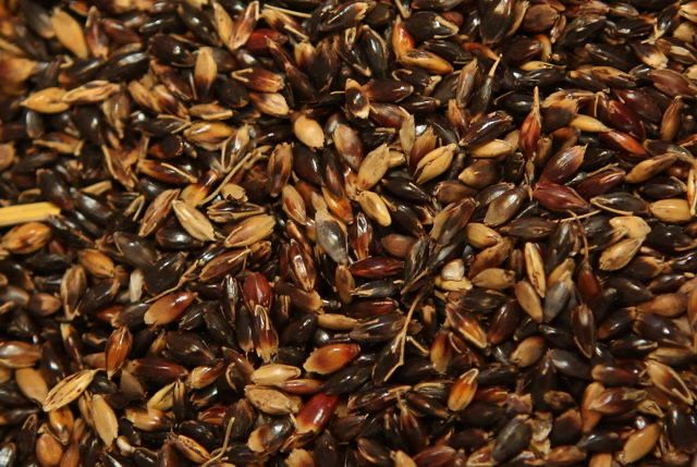 Семена суданской травы