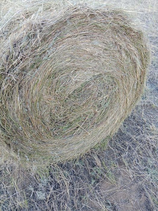 Сено в тюках и рулонах  с поля