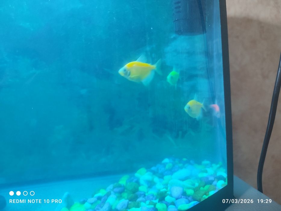 Akvarium baliqlar sotiladi