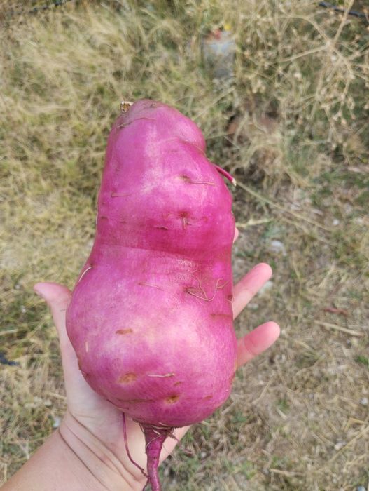 Батат  клубни 1500за кг