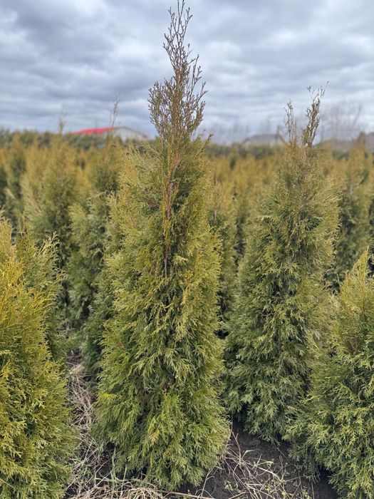 Vand tuia smarald  80 cm -180 cm engros