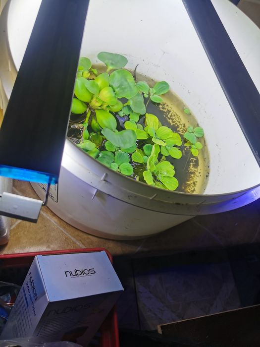 Lămpi speciale pentru plante