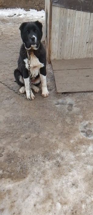 Алабай, тобет, сао