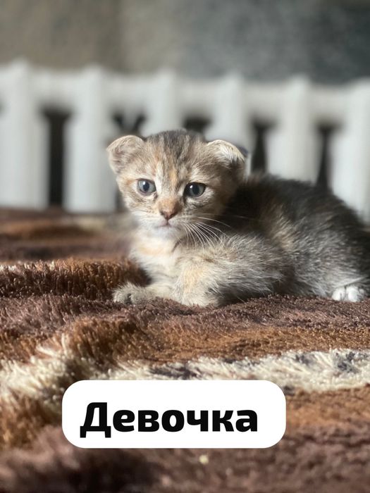 Котята в добрые руки!!!