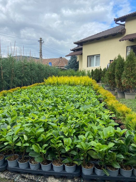 Tuia Smaragd , Leylandii și alte plante ornamentale