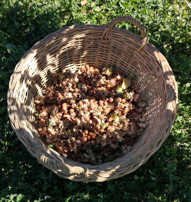 Alune de Padure Tonda Gentile Romana - Productie 2025